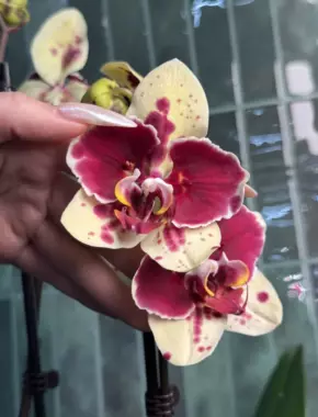 Exotic Punch Buttefly  2 Цветоноса