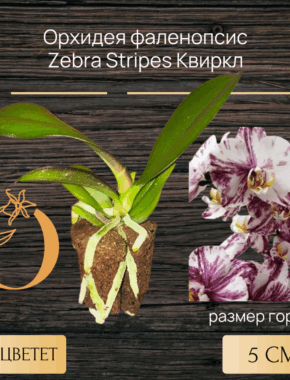 Zebra Stripes