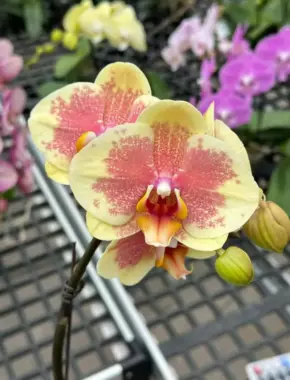 2.8 Inch Phalaenopsis 23