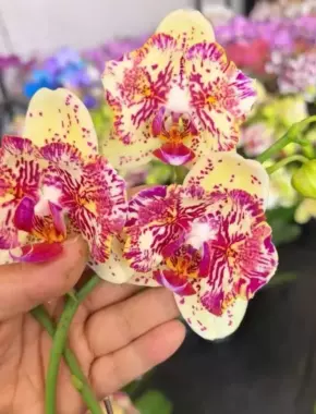 2.8 Inch Phalaenopsis 3