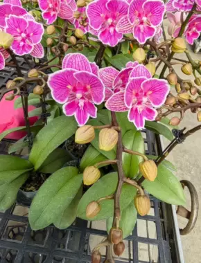 2.8 Inch Phalaenopsis 10