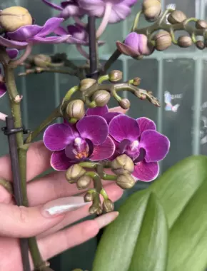 Test Blue-Violet Multiflora  2 Цветоноса