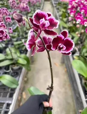 2.8 Inch Phalaenopsis 20