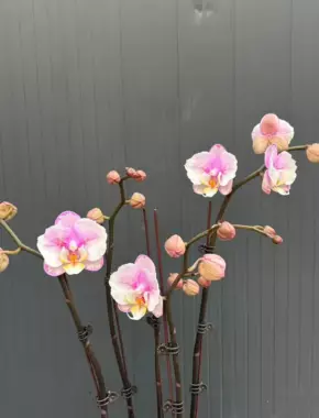 1.7 Inch Phalaenopsis Seedling 19