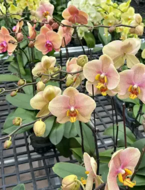 2.8 Inch Phalaenopsis 22