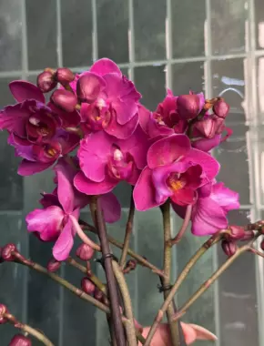 Multiflora Purple Butterfly  2 Цветоноса