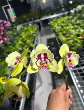 2.8 Inch Phalaenopsis 16