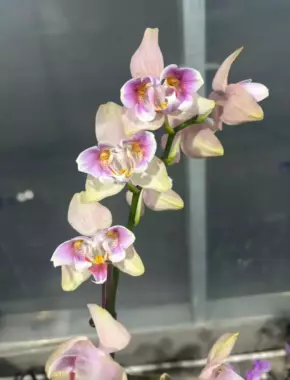 3.0 Inch Phalaenopsis 1
