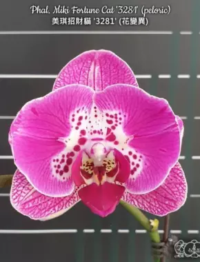 Phal. Miki Fortune Cat '3281' (peloric)