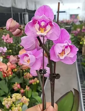 2.8 Inch Phalaenopsis 9