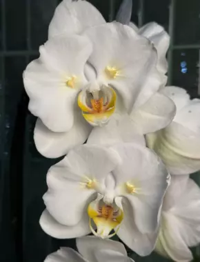 Tokyo Cascade Butterfly  1 Цветонос