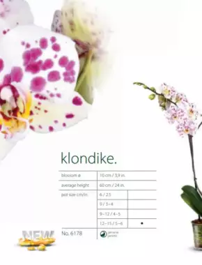 Klondike Ladybud Dots
