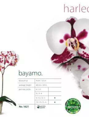 Bayamo Dots