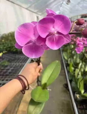 2.8 Inch Phalaenopsis 15