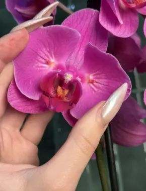Purple Buttefly  2 Цветоноса