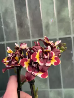 Multiflora Test Yellow-Red  2 Цветоноса