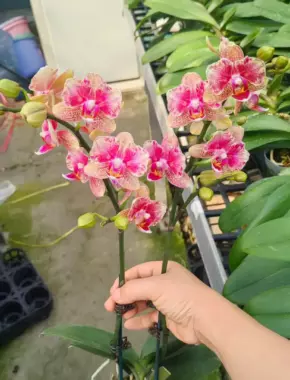 2.8 Inch Phalaenopsis 13