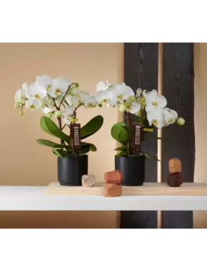 Кашпо керамика OPTI FLOR