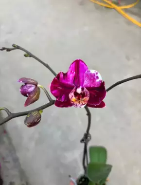 2.8 Inch Phalaenopsis 4