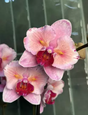 Pink Blush