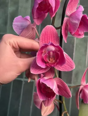 Purple Buttefly Cascade  1 Цветонос