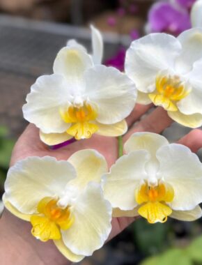 2.8 Inch Phalaenopsis Seedling （金边蕾丝Golden lace）