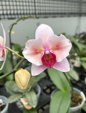 Pink blush 2.8 не цветущий