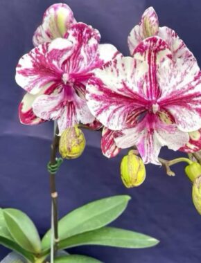 2.8 Inch Phalaenopsis Seedling （Цветение бегонии）
