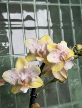 Multiflora1 Yellow Mix Butterfly 2 Spike