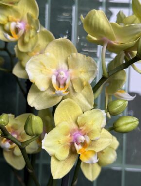 Multiflora Yellow Mix Butterfly 2 Spike