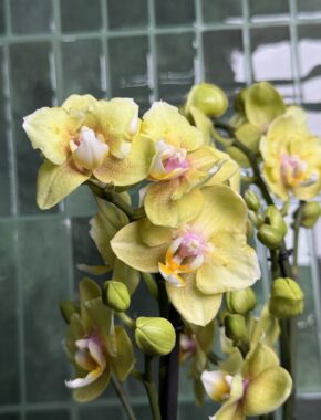 Multiflora2 Yellow Mix Butterfly 2 Spike