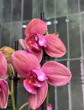 Test Red Butterfly2 - Tulip 2 Spike
