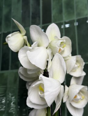 White Tulip1 2 Spike