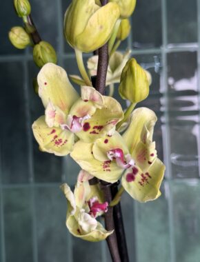 Small Flower Test Yellow- Purple Spots 2 Spike
