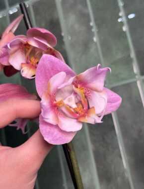 Pink Lady Butterfly 2 Spike