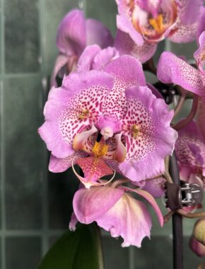 Pink Dragon Buttefly Cascade 2 Spike