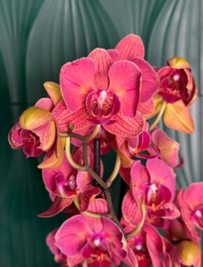 Test Soca Floricultura 2 Spike