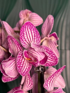 Pink Stripes Tulip 2 Spike (spike from heart)