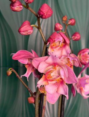 Pink Lady Butterfly 2 Spike 82026