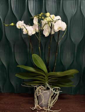 Theatro White 4+ Spike 84048