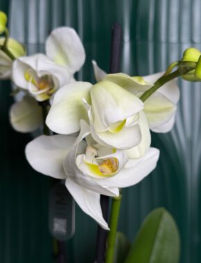 White Tulip 2 Цветоноса 83021