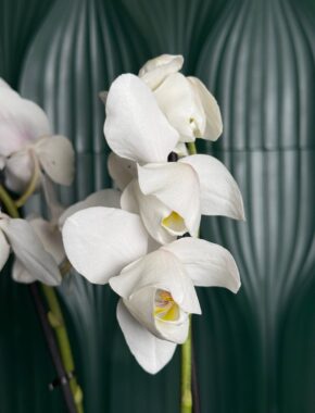 White Tulip 2 Цветоноса 83022