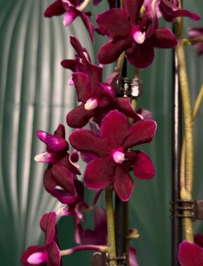 Multiflora Black Bock 2 Цветоноса 83001 Отцвели