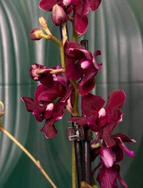 Multiflora Black Bock 2 Цветоноса 83002