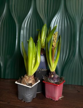 Hyacinth Mix  84033