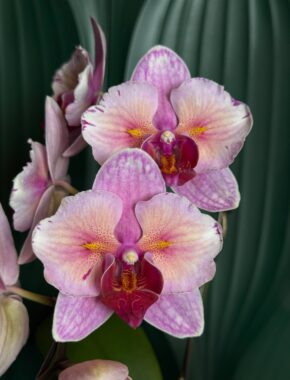 Swan Mix Ceramic Mutation 84031