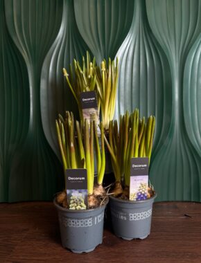 Muscari Mix 84041