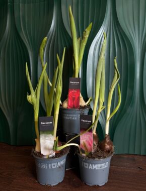 Tulpen Mix 84042