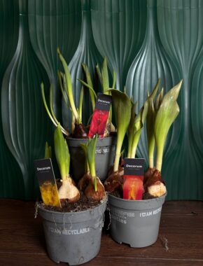 Tulpen Mix 84043