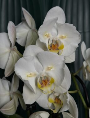 Middlesbrough White Cascade Butterfly 2 Spike 85006